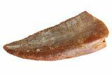 Serrated Raptor Tooth - Real Dinosaur Tooth #333316-1